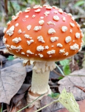 A fly agaric mushroom in Frontenac State Park.
-Photo by Jake Gaster